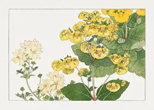 Creative Commons Prints: Calceolaria flower. Asian art. Japanese flower woodblock art by Tanigami Kônan