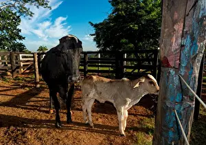 Calf Prints: Calf and cow the paddock on a farm in the evening light, in the countryside of Brazil