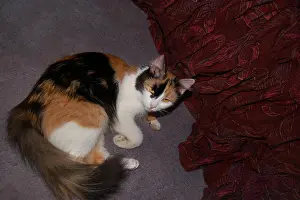 Trained Prints: Calico cat lying on grey carpet near maroon curtain