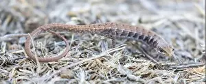 Cautious Prints: California Alligator Lizard juvenile