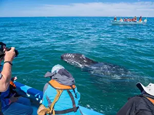 Eschrictius Prints: California gray whale calf (Eschrictius robustus)