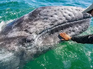 Calming Prints: California gray whale calf (Eschrictius robustus)