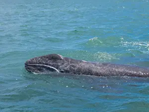Eschrictius Prints: California gray whale calf (Eschrictius robustus)