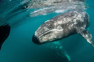 Young Animal Prints: California gray whale (Eschrichtius robustus) mother and calf underwater in San Ignacio Lagoon