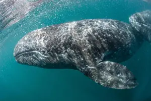 California gray whale (Eschrichtius robustus) mother and calf underwater in San Ignacio Lagoon