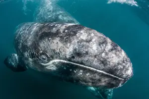 California gray whale (Eschrichtius robustus) mother and calf underwater in San Ignacio Lagoon