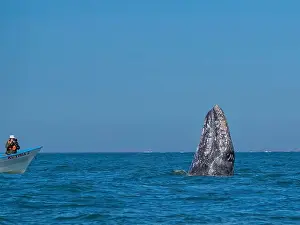 Eschrictius Prints: California gray whale (Eschrictius robustus)