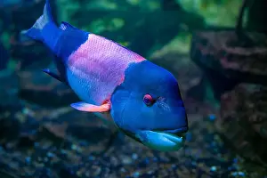 Perciformes Prints: California hogfish also called California sheephead