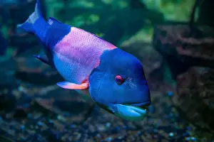 Perciformes Prints: California hogfish also called California sheephead