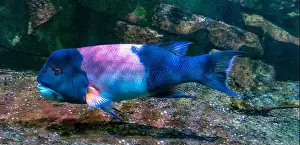 Perciformes Prints: California hogfish also called California sheephead (Semicossyphus pulcher)
