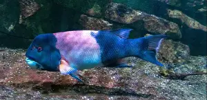 Perciformes Prints: California hogfish also called California sheephead (Semicossyphus pulcher)