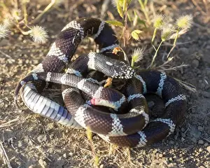 Kingsnake Prints: California Kingsnake adult in defensive pose with everted vent and rattling tail