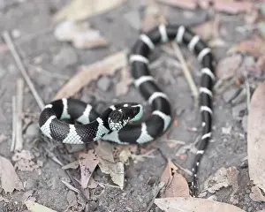 Kingsnake Prints: California Kingsnake juvenile in defensive posture and ready to strike