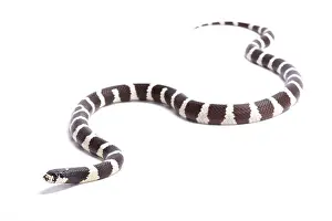 Kingsnake Prints: California Kingsnake, Lampropeltis getula californiae, United States