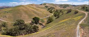 California native oak trees grow in the valleys between rolling hills in the East Bay, not far east of San Francisco Bay