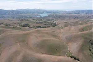 California native oak trees grow in the valleys between rolling hills in the East Bay, not far east of San Francisco Bay