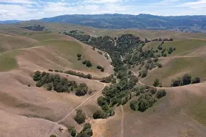 California native oak trees grow in the valleys between rolling hills in the East Bay, not far east of San Francisco Bay