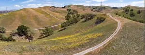 California native oak trees grow in the valleys between rolling hills in the East Bay, not far east of San Francisco Bay