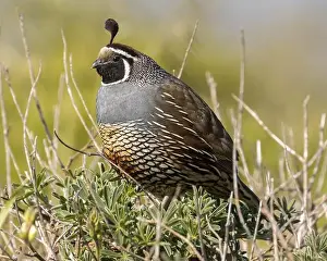 Markings Prints: California Quail adult male perched on a shrub