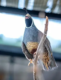 Willamette Valley Prints: California Quail (Callipepla californica)