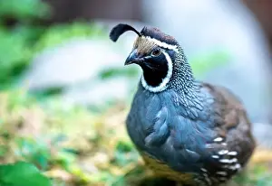 Willamette Valley Prints: California Quail (Callipepla californica)