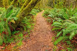 Ferns Prints: California, Redwood National Park