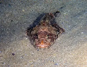 Spines Prints: A California Scorpionfish (Scorpaena guttata) in Baja California Sur, Mexico