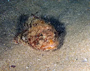 Spines Prints: A California Scorpionfish (Scorpaena guttata) in Baja California Sur, Mexico