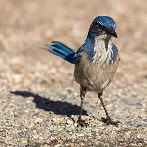 Urban Animals Prints: California Scrub-Jay Adult Standing on the ground