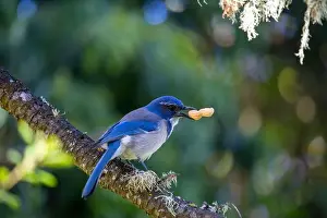 Urban Animals Prints: California Scrub jay (Aphelocoma californica) spotted outdoors