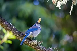 Urban Animals Prints: California Scrub jay (Aphelocoma californica) spotted outdoors