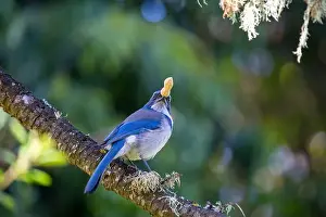 Urban Animals Prints: California Scrub jay (Aphelocoma californica) spotted outdoors