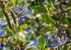 Urban Animals Prints: California Scrub jay (Aphelocoma californica) spotted outdoors