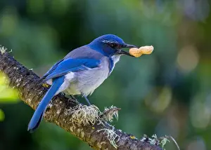 Urban Animals Prints: California Scrub jay (Aphelocoma californica) spotted outdoors