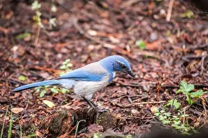 Urban Animals Prints: California Scrub jay (Aphelocoma californica) spotted outdoors