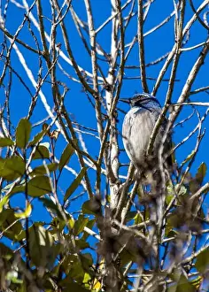 Urban Animals Prints: California Scrub jay (Aphelocoma californica) spotted outdoors