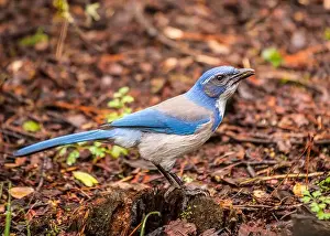 Urban Animals Prints: California Scrub jay (Aphelocoma californica) spotted outdoors