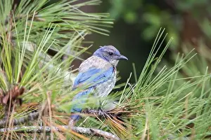 Urban Animals Prints: California Scrub jay (Aphelocoma californica) spotted outdoors