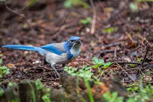 Urban Animals Prints: California Scrub jay (Aphelocoma californica) spotted outdoors