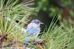 Urban Animals Prints: California Scrub jay (Aphelocoma californica) spotted outdoors
