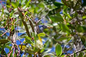 Urban Animals Prints: California Scrub jay (Aphelocoma californica) spotted outdoors