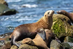 Sea Lions Prints: California sea lion off the coast of La Jolla