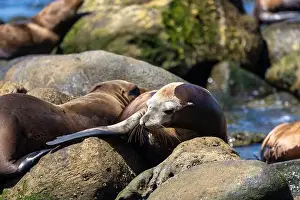 Sea Lions Prints: California sea lion off the coast of La Jolla