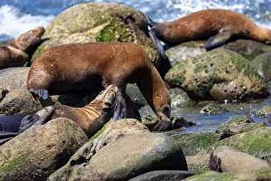 Sea Lions Prints: California sea lion off the coast of La Jolla