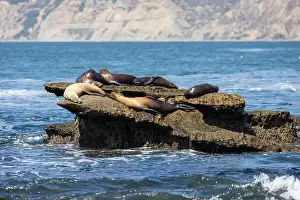 Sea Lions Prints: California sea lion off the coast of La Jolla