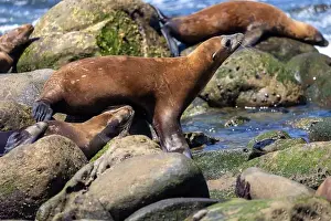 Sea Lions Prints: California sea lion off the coast of La Jolla