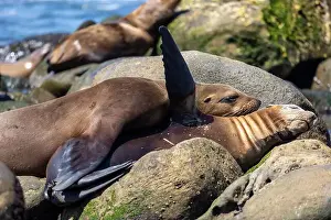 Sea Lions Prints: California sea lion off the coast of La Jolla