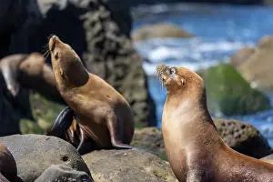 Sea Lions Prints: California sea lion off the coast of La Jolla