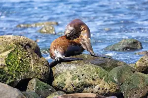 Sea Lions Prints: California sea lion sleeping on the coast in La Jolla