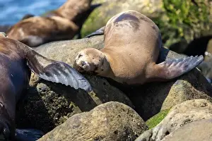 Sea Lions Prints: California sea lion sleeping on the coast in La Jolla